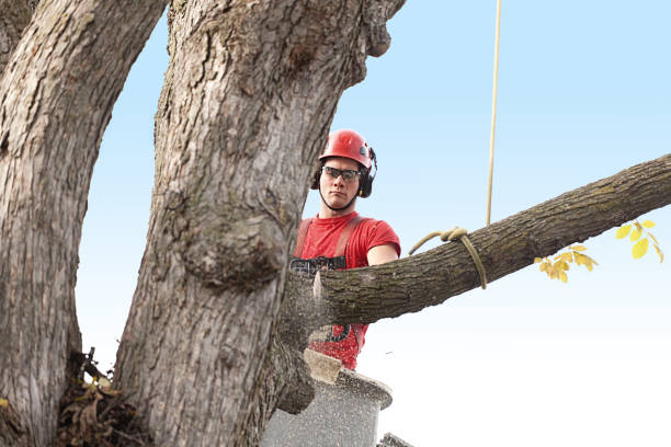 Trusted Whitehall, OH Tree Services Experts